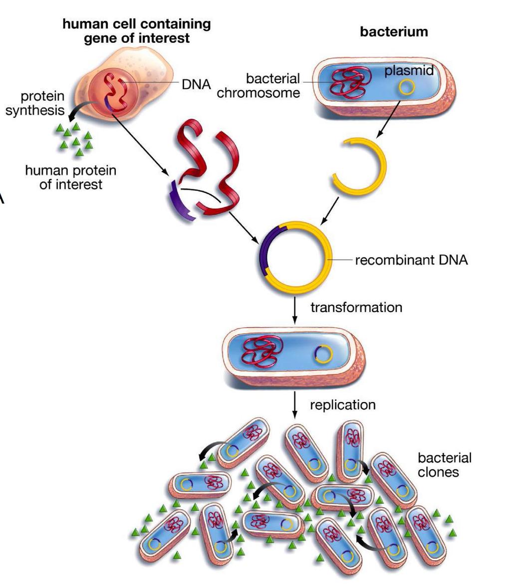 Transgênico 1- Identificar e Isolar o Gene de Interesse (organismo doador) 2-