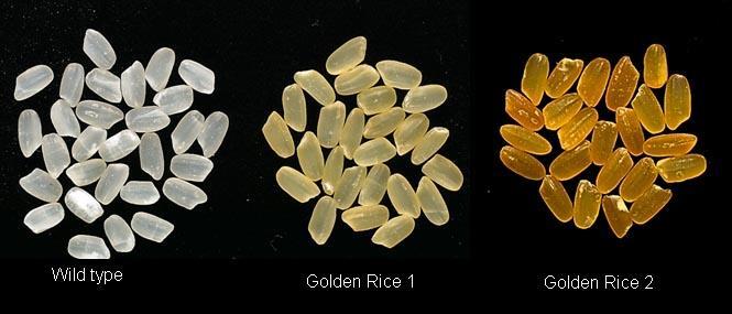 consumidor -Ex: Golden Rice: Rico