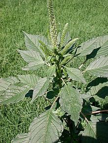 Análise de Alguns Casos: Plantas resistentes a herbicidas Palmer amaranth - erva daninha compete com o algodão por nutrientes e água Déc.