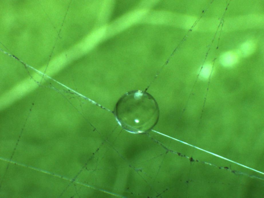 Um sistema experimental foi desenvolvido para investigar o tempo de evaporação e a área de espalhamento de gotas depositadas em diferentes superfícies foliares e artificiais.