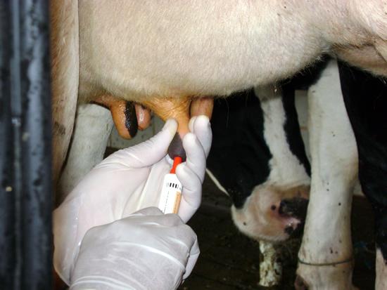 6- Segregação e descarte de vacas cronicamente infectadas Os animais que apresentarem mastite crônica devem ser segregados ou descartados.