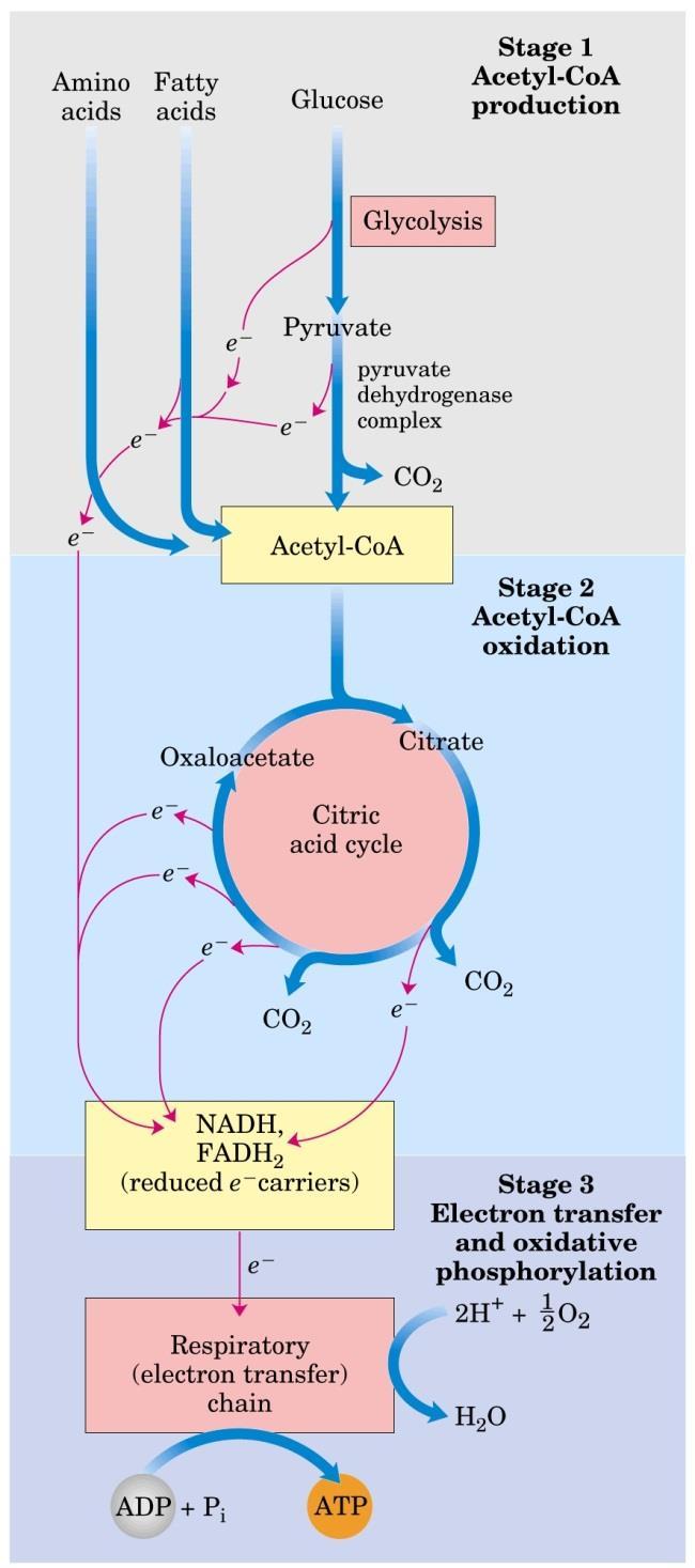 Ciclo de Krebs (Ácido Cítrico) O acetil CoA produzido através de piruvato, aminoácidos e ácidos graxos é oxidado no ciclo de Krebs em CO 2, obtendo-se como produtos NADH, FADH 2 e GTP (ATP).