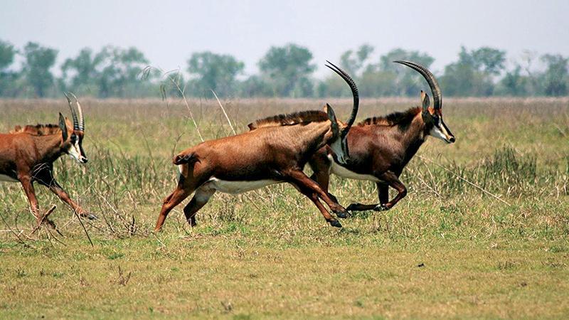 Mais de 90% da fauna da savana tinha desaparecido com a guerra.