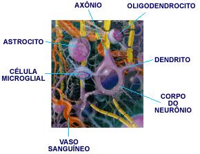 Células da glia (neuroglia) Os astrócitos são as maiores células da neuróglia e estão associados à sustentação e à nutrição dos neurônios.
