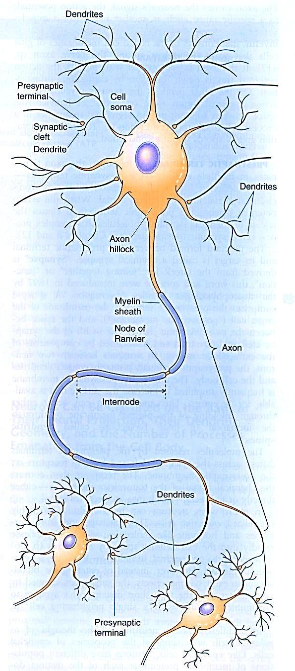 O neurônio: unidade funcional do sistema nervoso Produz sinais elétricos (membrana plasmática excitável).