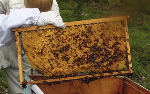 7.1.5 - Observe o estado dos favos Com o decorrer do tempo os favos vão escurecendo em função de varias pigmentações (saliva das abelhas, camada de própolis, emanações do corpo das abelhas, entre