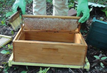 8 - Coloque os quadros em uma melgueira vazia Atenção: Proteja o mel coletado de saque pelas abelhas e da contaminação por microorganismos durante a colheita.