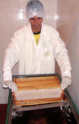 3 - Extraia o mel 3.1 - Reúna o material Melgueiras com mel operculado, garfo desoperculador, mesa desoperculadora, centrífuga, decantador, baldes, potes com tampa, rótulos, avental, toca, bota. 3.2 - Coloque os quadros de mel na mesa desoperculadora 3.