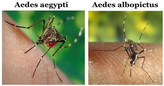 Causada pelo Zika vírus (ZKV); É um arbovírus do tipo ribovírus de cadeia simples (+); Vetores Aedes