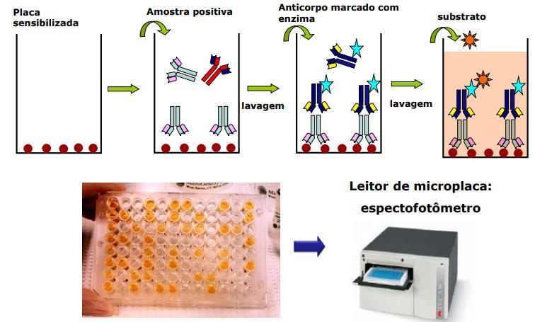 Diagnóstico Imunológico ENSAIO