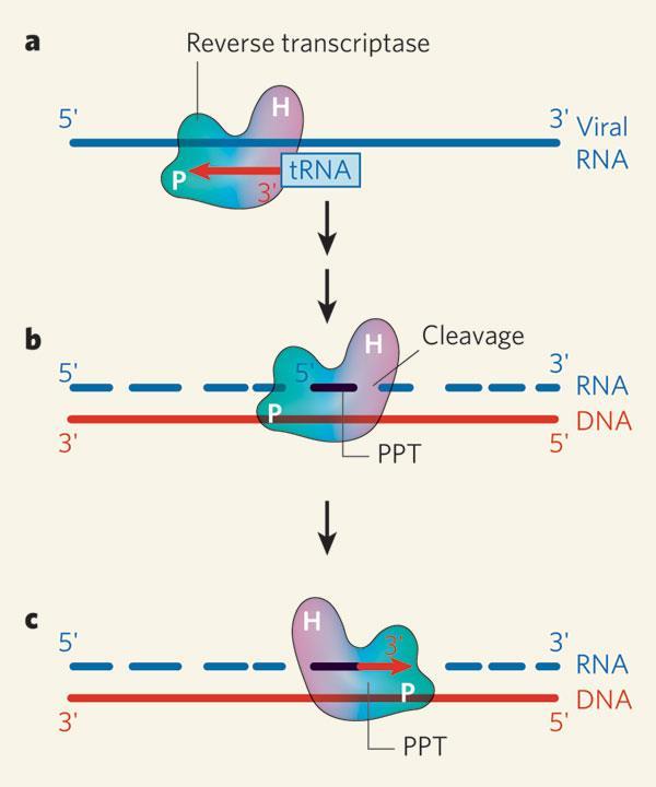 Variações do PCR: RT-PCR - Para vírus de genoma RNA, pesquisa de RNAm -Realização da reação