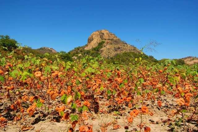 Sorgo Produção de forragem em áreas de