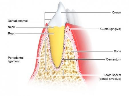 - >50% da susceptibilidade à periodontite: fatores genéticos PERIODONTITE - Doença multifatorial e poligênica,