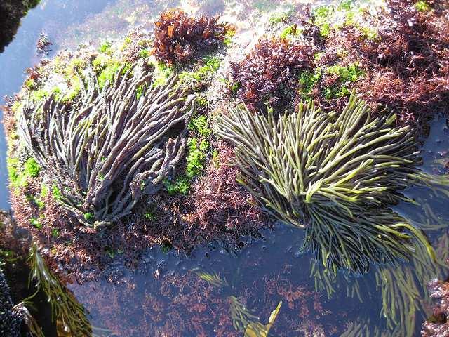 Despoluição da água do mar - As algas são capazes de absorver muitas substâncias presentes na água do mar; - Muitas vezes, elas se utilizam dessas substânciaspara sobreviver ou