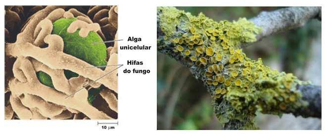 Relações ecológicas Relações interespecíficas - mutualismo - Líquenssão uma associação mutualística entre algas e fungos ou entre cianobactérias e fungos; - A associação mais comum entre algas verdes