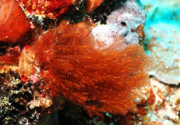 Rodofíceas ou algas vermelhas - Pluricelulares; - Vivem em ambientes marinhos, de água doce e em locais