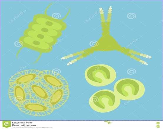Importância ecológica e econômica das algas * Produtores das cadeias alimentares aquáticas - Nos ambientes aquáticos, as algas microscópicas e as cianobactérias podem formar comunidades