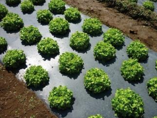 Soluções para agricultura Sem geração de