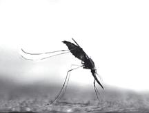 Alguns fatores são necessários para que a espécie seja considerada como transmissora da malária humana, por exemplo: ser suscetível à infecção pelo plasmódio humano; ser antropofílico, ou