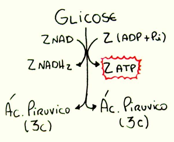 Glicólise: 2ATP Ciclo de Krebs: 2 ATP Cadeia