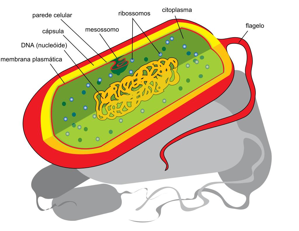 Nos procariontes não há mitocôndrias.