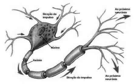 Sistema Nervoso Cefalorraquidiano Também denominado cérebro espinhal, é formado por neurônios e pelas neuróglias (células glias).