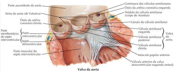 2. Estenose aórtica Introdução o Função: se posiciona entre VE e a aorta ascendente (Ao) - valva