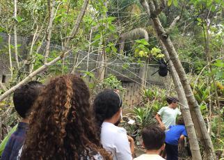 ENCONTRO NACIONAL SOBRE PRÁTICAS EDUCATIVAS EM MUSEUS E CENTROS DE C&T interação pompilídeo-aranha ocorreria na natureza, como exemplo solo, debaixo de pedras e em teias confeccionadas de barbante.