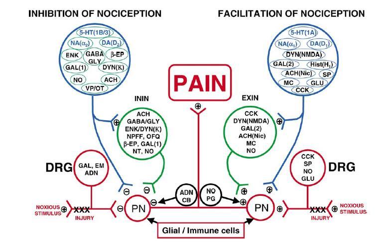 Ação de neurotransmissores nas vias