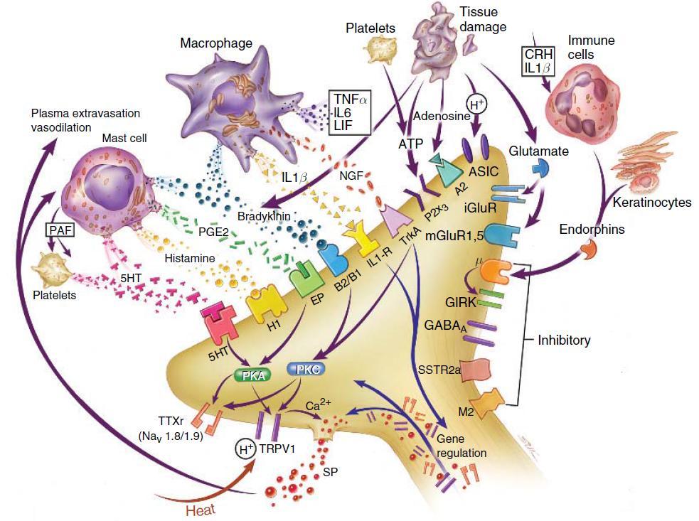 Inflammatory mediators act on specific