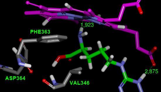 O estudo das poses de docking do inibidor L-NAME, indicou que, de forma semelhante ao ligante cristalográfico, interage com o heme do sítio enzimático através de uma ligação iônica com o ferro (1,92