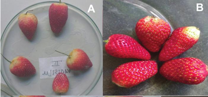 (2010) também observaram melhores aspectos visuais em morangos com revestimento (à base de amido) quando comparados aos sem revestimento. Segundo Zhang et al.