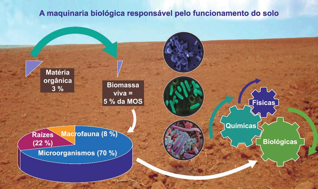 Bioanálise de solo: aspectos teóricos e práticos 5 Figura 2. Representação esquemática da maquinaria biológica, no contexto de um solo com 3 % de matéria orgânica.