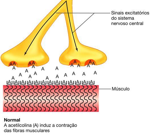 Botulismo Sintomas: a toxina liga-se às