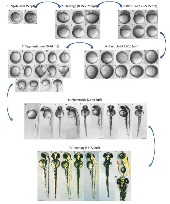 Figure 2: Zebrafish embryonic stages: 1. Zygote period with A: few mins after fertilization and B: about 10 min after fertilization; 2. Cleavage period with A: 2-cell stage (0.