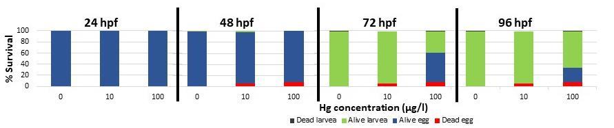 4. Results 4.1 Impact of Hg exposure on zebrafish Morphology Zebrafish were exposed to different HgCl2 concentrations during different time periods.