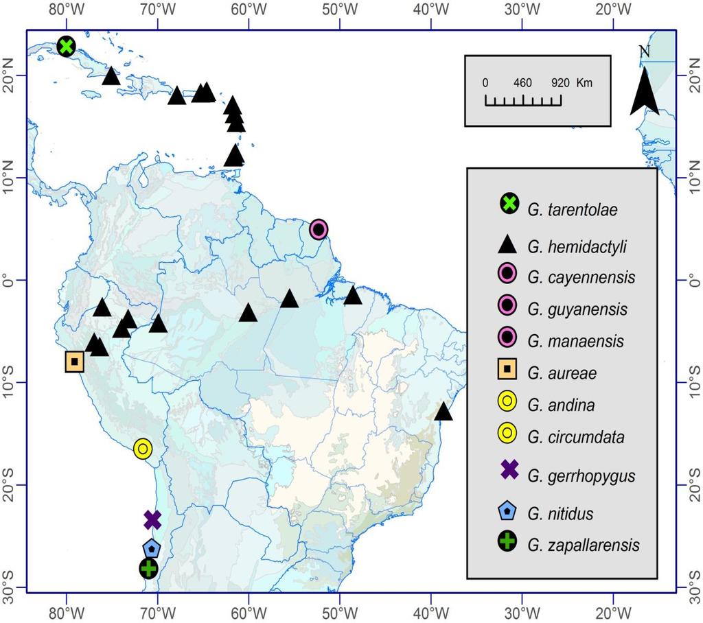 19 Para o Caribe e região Sul-Americana são relatadas apenas dez espécies de Geckobia incluindo Geckobia andina sp. nov.