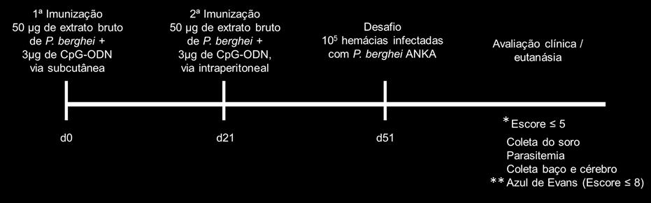 49 4.3.2 Imunização dos animais O processo de indução de imunidade nos animais experimentais foi realizado em dois ciclos conforme proposto por PINZON-CHARRY e colaboradores (2010).