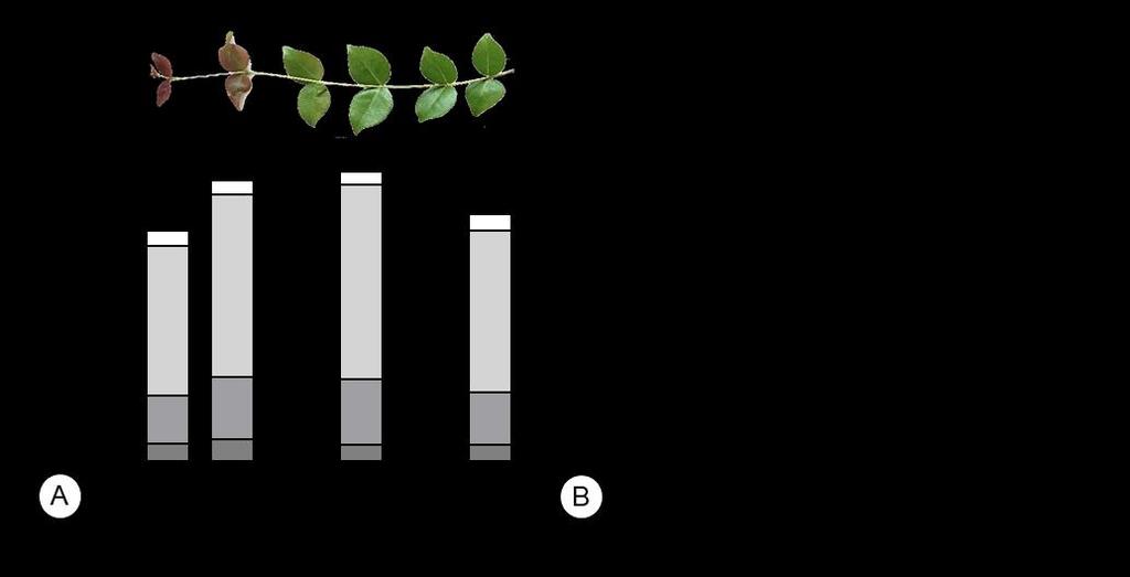 Figuras Figura 1 - Composição tecidual da lâmina foliar de Eugenia uniflora evidenciando o desenvolvimento dos tecidos conforme sua maturação (inserção nos nós) junto ao ramo planta mãe.