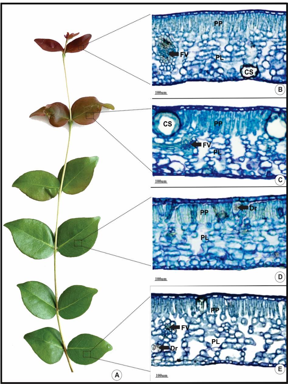 Figura 02 - Secções transversais das lâminas foliares de Eugenia uniflora em diferentes estágios de desenvolvimento. A) Vista geral de um ramo. B) 1 nó - com os tecidos pouco desenvolvidos.