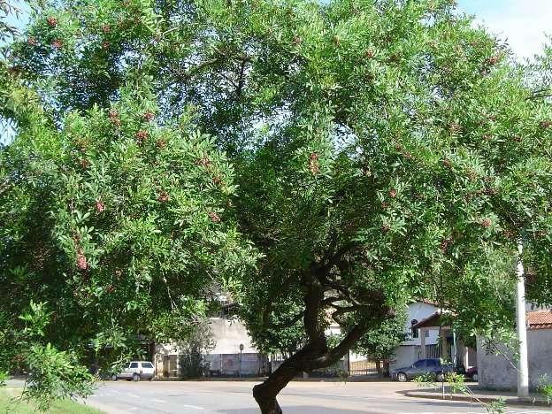 Aroeira (Schinus terebinthifolius) É uma árvore que corre risco de extinção, apesar de suas muitas propriedades e de ser usada há tanto tempo.