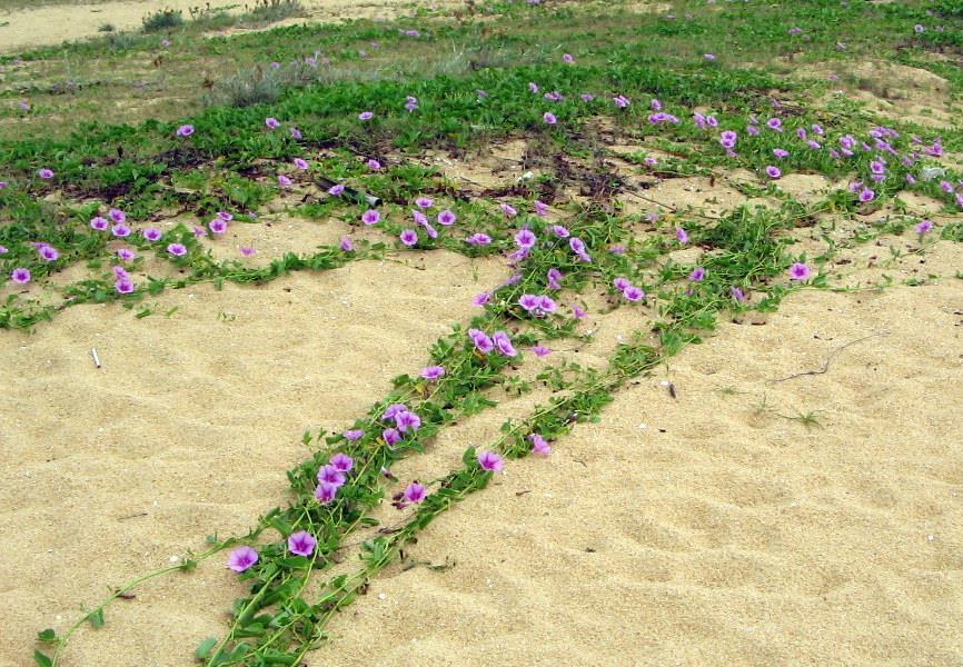 Batata-da-praia (Ipomoea pes-caprae) Também chamada de Salsa-da-Praia, é uma planta rastejante com flores rosas característica das dunas litorâneas; o suco é usado como diurético em caso de gota; Uma