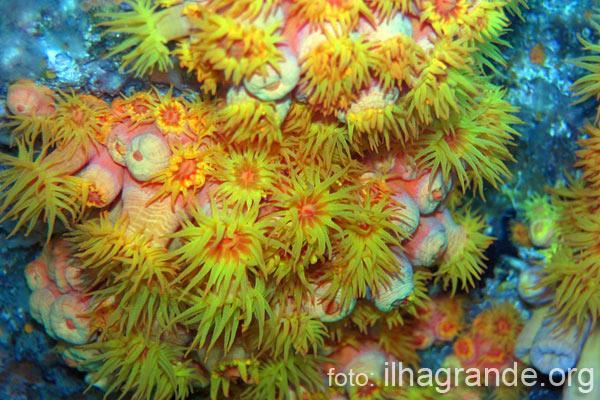 Coral-sol (Tubastraea coccínea) Invasor na nossa Costa, um coral