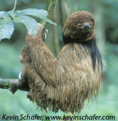 Preguiça-de-coleira (Bradypus torquatus) É um mamífero que vive a maior parte do tempo dormindo (cerca de 80% do dia) nas mais altas árvores, se alimentando das folhas.