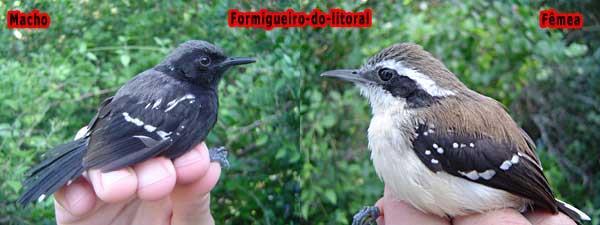 Formigueiro-do-litoral (Formicivora littoralis) Também conhecido popularmente como Com-com, é considerado a única espécie de ave endêmica de restinga (habitante natural da área), é o pássaro símbolo