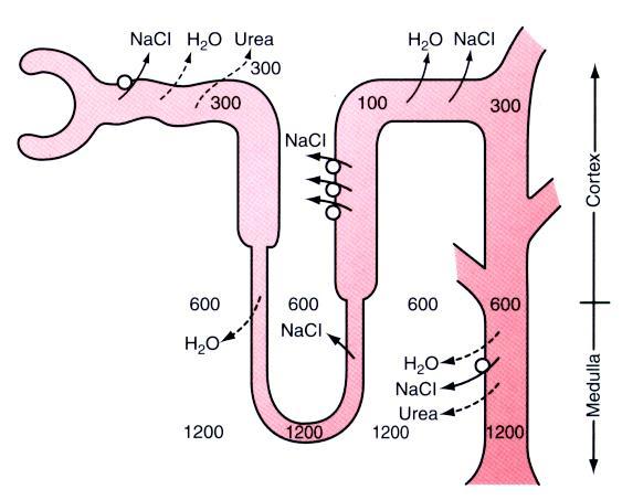 Mecanismo que regulam o consumo de água - Rins trabalham para diminuir a perda de água e eletrólitos. - Metabolismo também produz água para compensar a perda.