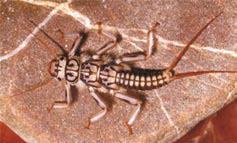 Tabela 1. Macroinvertebrados aquáticos indicadores de boa qualidade da água (MCGAVIN, 2001; DOMÍNGUEZ & FERNÁNDEZ, 2001; GAMBOA et al., 2008).