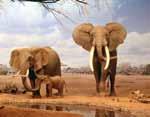 Elefantes modificam zonas arborizadas em zonas de savanas na África. Fonte: http://animais. com.sapo.pt/elefante2.jpg Zoocoria é um sistema de dispersão de grãos que utiliza os animais como vetores.