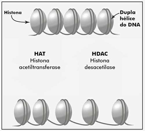 Provavelmente, as marcas epigenéticas mais estudadas são as relacionadas à metilação do DNA.