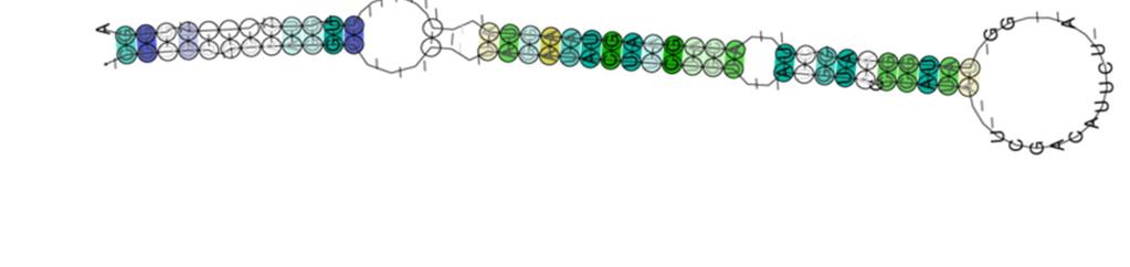 (A) (B) (C) Figura 5 Estruturas secundárias consenso de mirnas resultantes dos alinhamento das sequencias imaturas. Em A, estrutura secundária das sequencias dos mirnas relativos ao efeito agudo.